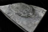 Massive Isotelus Trilobite - New York #19686-4